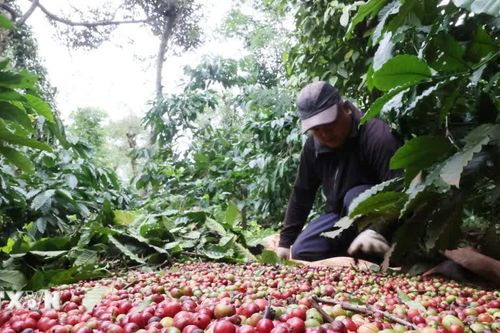 Giá cà phê Tây Nguyên xuống dưới 90.000 đồng một kg, giá gạo đi ngang