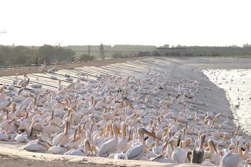Ngắm đàn bồ nông hàng chục nghìn con dừng chân ở Israel