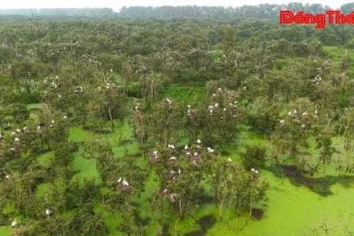 Bảo vệ chim, cò mùa sinh sản ở Gáo Giồng