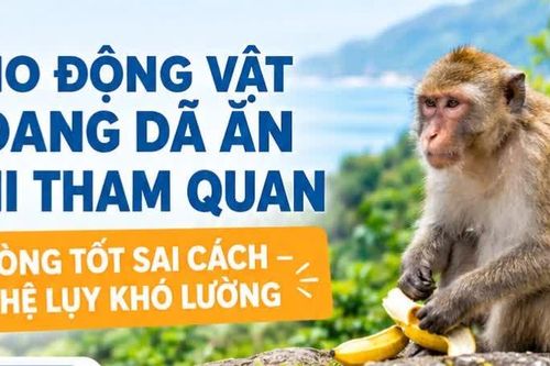 Infographic Cho động vật hoang dã ăn khi tham quan: Lòng tốt sai cách, hệ lụy khó lường