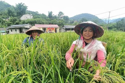 Phụ nữ vùng cao chủ động làm giàu