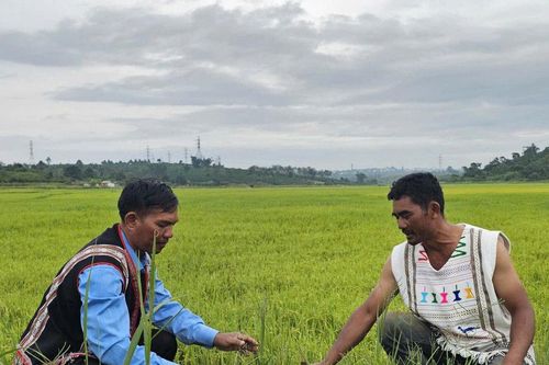 Nhô wèr - Lời cầu vọng được mùa của người Cơ Ho Srê