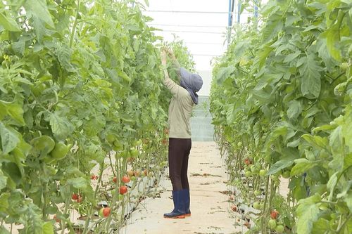 Sức sống mới từ chủ trương của Đảng