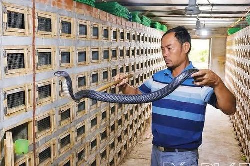Giữ nghề nuôi rắn hổ mang ở Hải Lựu