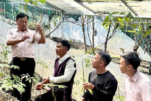 Khát vọng lớn từ cây sâm nhỏ