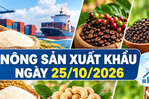 Nông sản xuất khẩu 25/10: Gạo Jasmine chạm 522 USD/tấn, cà phê giảm mạnh
