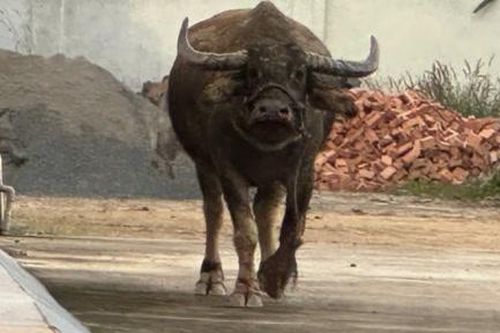 Trâu điên 'đại náo' đường làng húc nhiều người bị thương, lao vào đám cưới