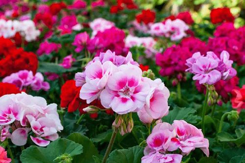 Loại cây trong vườn nên cắt tỉa đầu mùa thu giúp cây trút bỏ cành lá già cỗi, ra hoa nở rộ