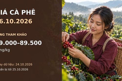 Giá cà phê hôm nay 26.10.2026: Chờ lực mua khi bước vào tuần mới