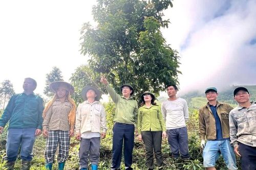 Điện Biên còn 204 chủ rừng chưa đủ điều kiện chi trả tiền dịch vụ môi trường rừng