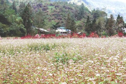 Tam giác mạch nhuộm hồng cao nguyên đá