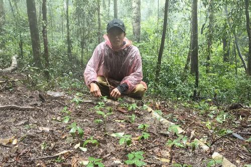 Nâng cao thu nhập cho người trồng sâm Ngọc Linh
