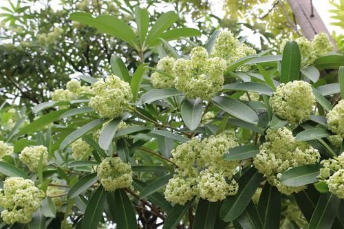 TS Trần Văn Miều: Cần ứng xử hài hòa với hoa sữa, giữ ký ức Hà Nội
