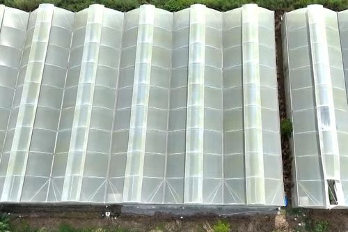 Những tỷ phú nông dân đổi đời nhờ nông nghiệp công nghệ cao ở TPHCM