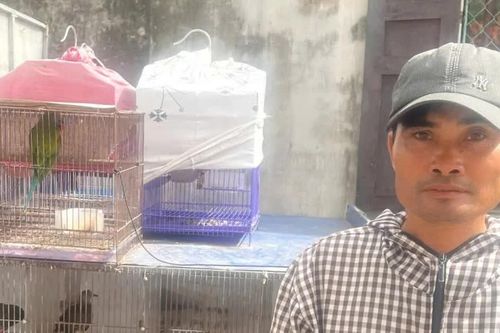 Khởi tố người đàn ông mua bán 36 con chim hoang dã ở Ninh Bình
