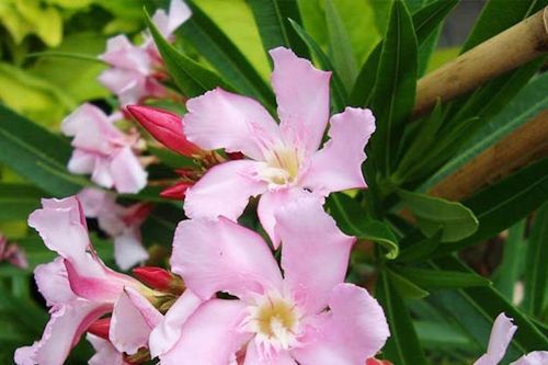 Cây có thân, lá chứa chất độc bị Hà Nội đưa vào danh mục cấm trồng nơi công cộng