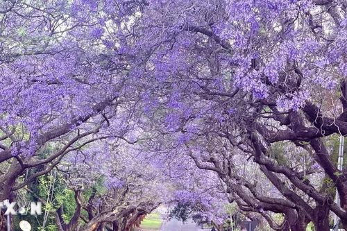 Lạc bước giữa những vòm hoa phượng tím lộng lẫy ở Nam Phi