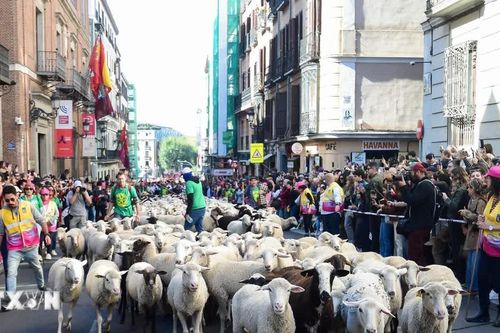 Độc đáo Lễ hội chăn thả gia súc ở Tây Ban Nha
