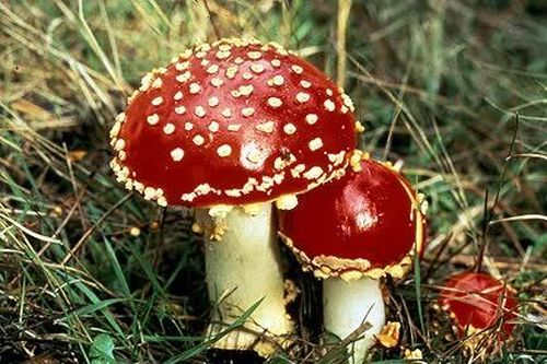 Pháp cảnh báo nguy cơ ngộ độc nấm do tin tưởng AI