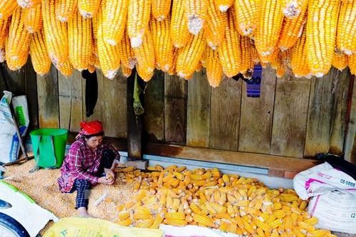 Lâm Đồng: Vốn chương trình mục tiêu năm 2026 mới giải ngân 7,75%