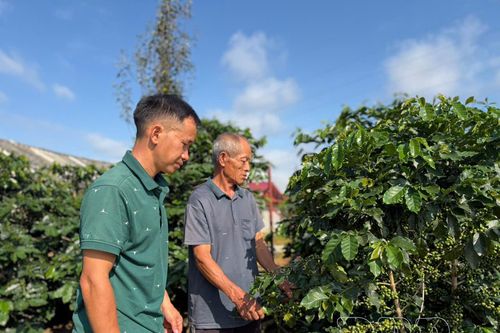 Những người trẻ làm mới quê hương