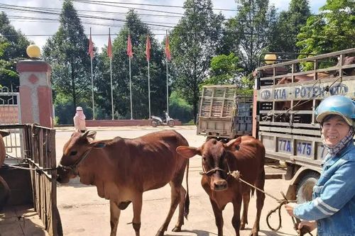 HTX Nông nghiệp Thanh niên Hoài Ân liên kết chăn nuôi 195 con bò