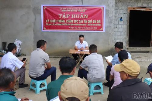 Si Ma Cai tập huấn kỹ thuật trồng, chăm sóc cây ăn quả ôn đới