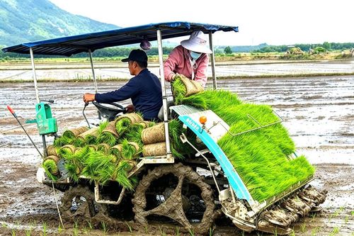 'Ruộng không dấu chân người' ở Bắc Ruộng