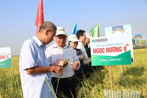 Từ giống lúa chất lượng cao đến bài toán nâng cao giá trị hạt gạo ở Hải An