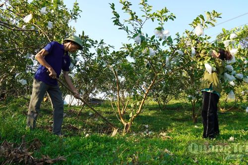 Đẩy mạnh tái cơ cấu nông nghiệp