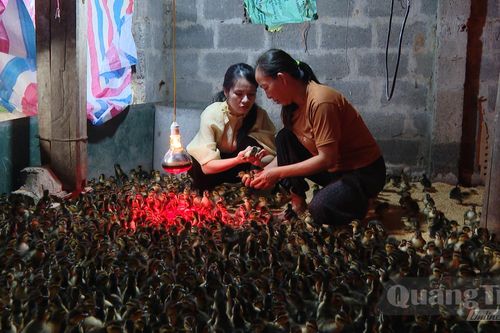 Thêm sinh kế từ mô hình nuôi vịt trời