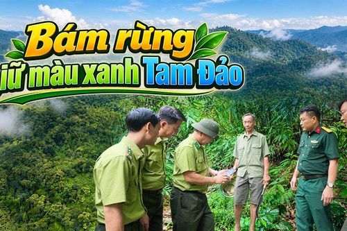 Bám rừng giữ màu xanh Tam Đảo