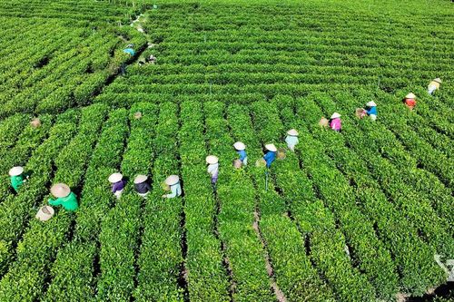Phát triển vùng chè gắn với du lịch trải nghiệm