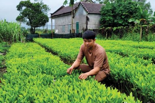 Từ cây tràm mở hướng làm ăn