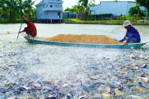 Đồng Tháp: Phấn đấu trở thành trung tâm phát triển thủy sản của vùng