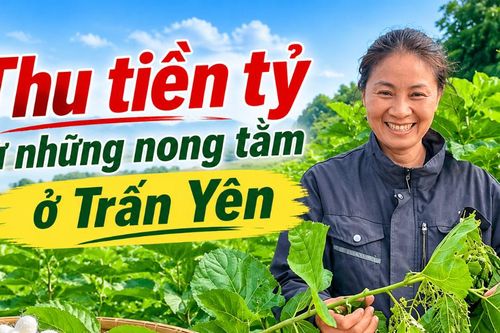 Thu tiền tỷ từ những nong tằm ở Trấn Yên