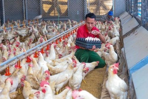 Nghịch lý ngành trứng Việt: Sản lượng bùng nổ, đầu ra nghẽn ở 'sân nhà'