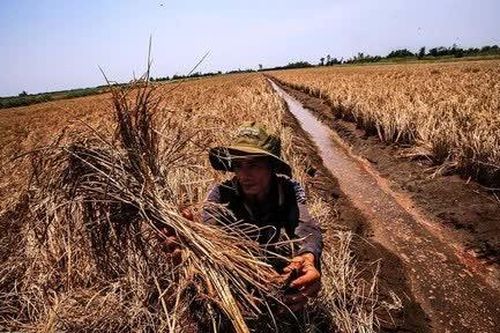 Không để người dân bị động trước nguy cơ hạn, mặn