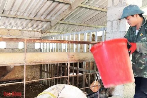 Chủ tịch Hội Cựu chiến binh phát triển mô hình nuôi hươu sao