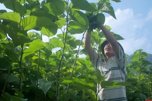 Xã Hưng Đạo trồng mới hơn 112 ha cây thế mạnh địa phương