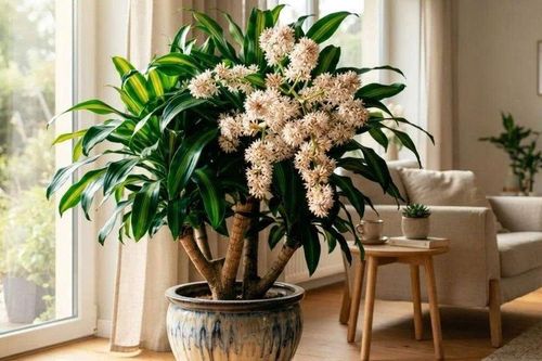 Thiết mộc lan muốn ra hoa dịp Tết: Đừng vội 'ngắt nước', hãy làm đúng 4 việc này