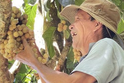 Bòn bon xứ Tiên vào chính vụ, nông dân phấn khởi thu bạc triệu mỗi ngày