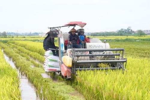 Nâng giá trị cho vùng lúa Hà Nội bằng cơ giới hóa