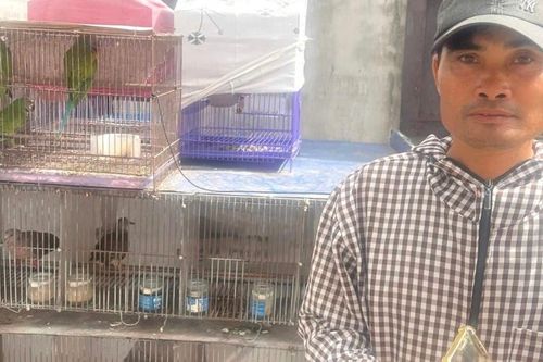 Khởi tố người mua bán, trao đổi 36 cá thể chim hoang dã