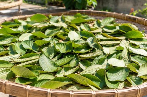 Lá ổi sấy hay phơi nắng tốt hơn để pha trà?