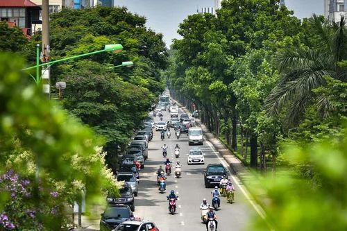 Sẽ nghiên cứu các loài cây xanh có khả năng giảm bụi mịn, hấp thu khí thải