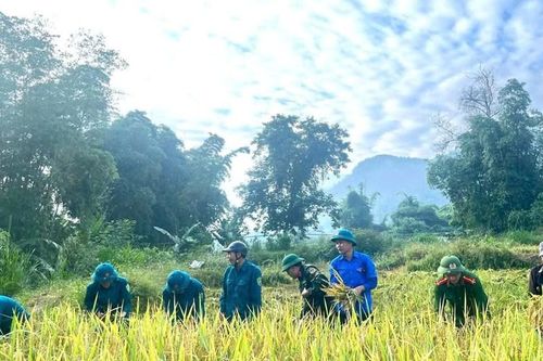 Tuổi trẻ tiếp sức giúp dân trong mùa thu hoạch lúa