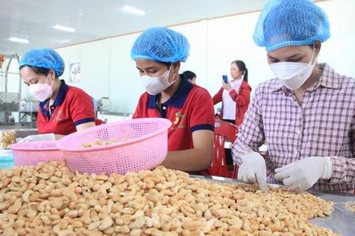 Khơi 'dòng chảy' nguyên liệu và chuỗi giá trị để tạo bứt phá cho ngành điều