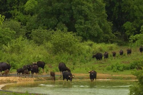 Vietnam Wild Live mùa 2 mang 'lớp học thiên nhiên' từ Cát Tiên đến mọi gia đình