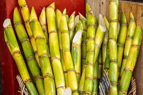 Tin lời mách trên mạng, người đàn ông 66 tuổi ăn 1 cây mía mỗi ngày, bị tê người, nói khó khiến gia đình tưởng đột quỵ